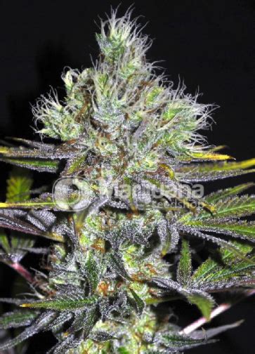 Best Girl Scout Cookies Seeds for Sale