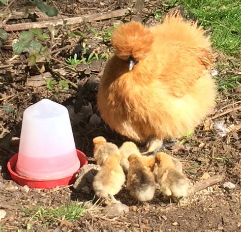 Our Gold Silkie Hatching Diary 0 4 Months See How Theyve Grown