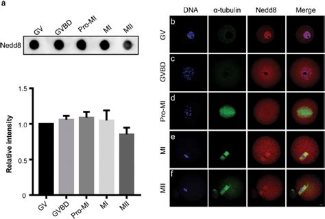 Expression And Subcellular Localization Of Nedd During Mouse Oocyte