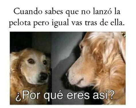 Los Mejores Memes Del Perro Que No Entiende Fotogalería Tendencias