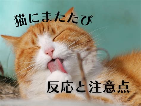 
またたびの与えすぎに注意！愛猫の健康を守るために