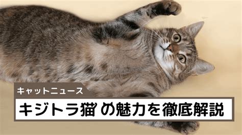 
キジトラオスの性格とは？飼いやすさや注意点も徹底解説