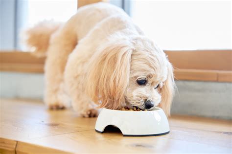 
クランベリーと犬の健康: 愛犬に与えるメリットと注意点