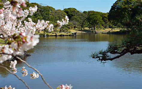 
濱離宮恩賜庭園：綠意盎然的都會綠洲
