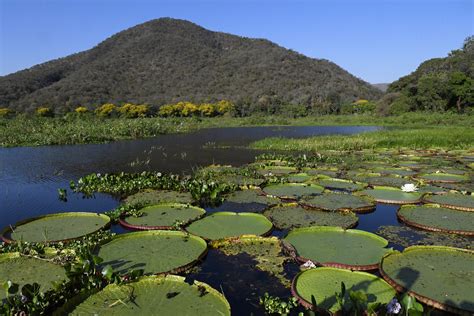 
Aposta Pantanal 2023: Guia Definitivo para Apostar no Bioma Mais Rico do Mundo