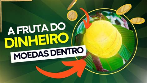 
Dinheiro das Frutas: Um Guia Essencial Para Lucrar Com Frutas