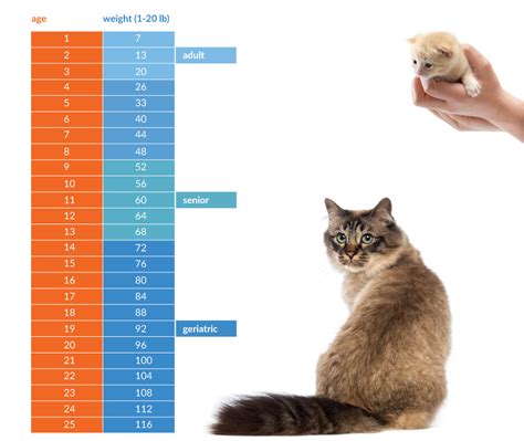 
How Old Is 3 in Cat Years: A Comprehensive Guide to Feline Age Conversion