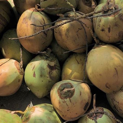 
I've Got a Lovely Bunch of Coconuts: The Multifaceted Applications of a Tropical Wonder