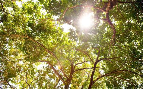 
Strong Canopy: The Ultimate Guide to Enhancing Tree Health and Landscape Beauty