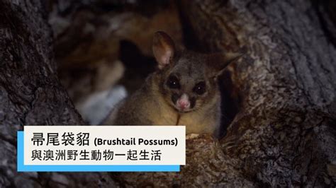 
The Captivating World of Chinese Possums!
