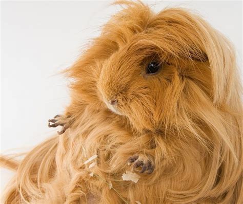 
The Long and Luscious Life of Long-Haired Guinea Pigs: A Comprehensive Guide to Their Care, Quirks, and Charm