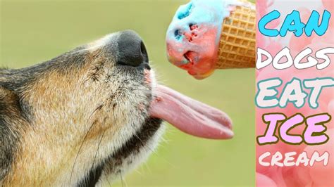 
The Ultimate Guide to Ice Cream for Dogs Near Me: A Comprehensive Guide for Dog Owners