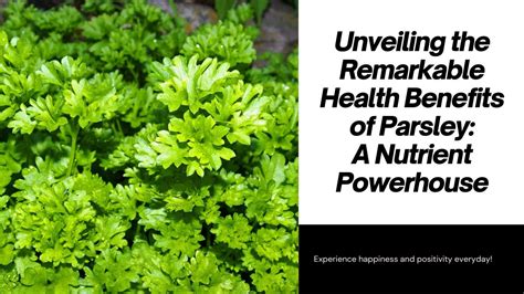 
The Ultimate Guide to Parsley Lele: Unveiling the Nutritional Powerhouse with a Hint of Spice