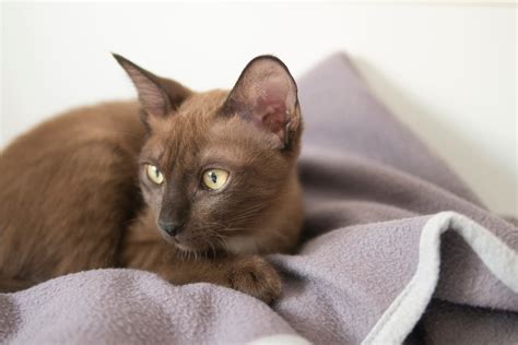 
Types of Brown Cat Breeds