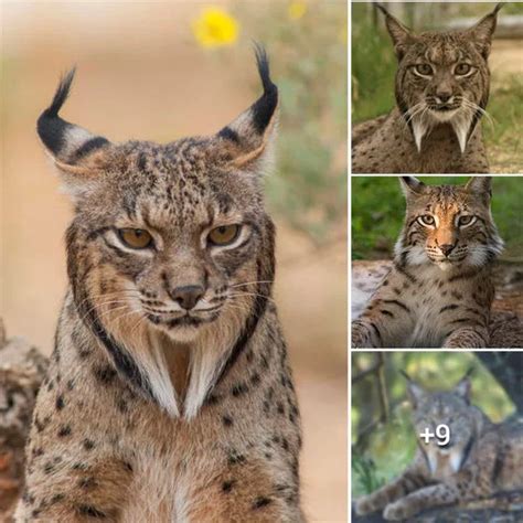 
Understanding the Enigmatic and Elusive Iberian Lynx: A Comprehensive Guide