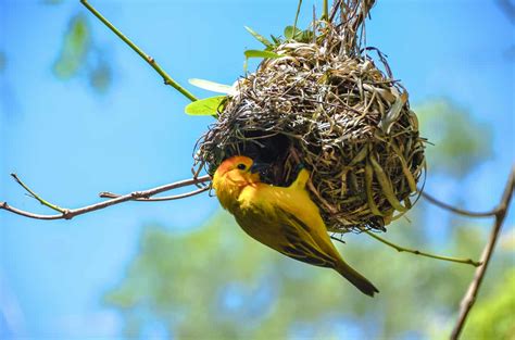 "The power of NESTS is mine!"