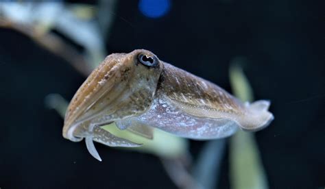 "cuttlefish innovation."