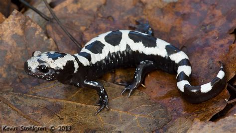 (Ambystoma opacum)