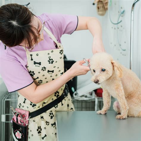 **あいづま動物病院：あなたの大切なペットの頼れるパートナー**