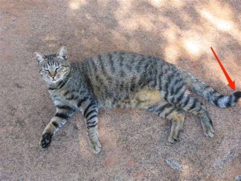 **キジトラ猫の歴史と起源**