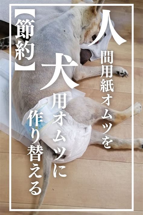 ** オムツ犬のすべて：最適な選択、着用方法、関連費用**