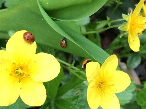 ** Marienkäfer: Der Glücksbringer der Natur**