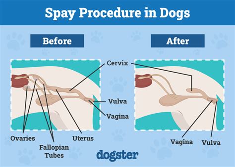 **1. Spaying: What It Is and What It Does**