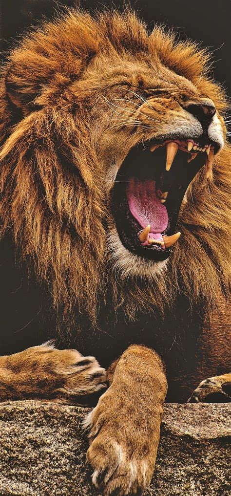 **10,000 Reasons to Roar: The Alluring Allure of the Majestic Lion**