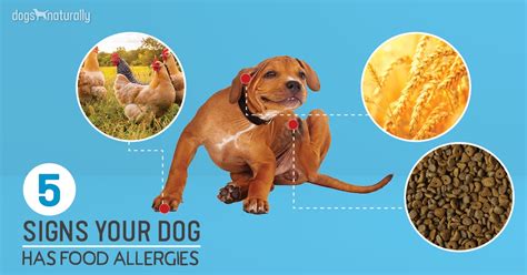 **11 Revealing Symptoms of Food Intolerance in Dogs**