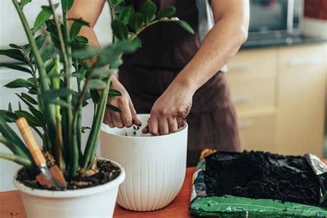 **4 Unique Ways to Fertilize Indoor Plants Organically**