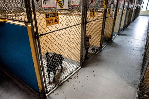 **A Comprehensive Guide to Animal Shelters in Tulsa, OK**