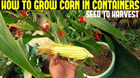 **A Comprehensive Guide to Planting Corn Seeds: From Seed Selection to Harvesting**