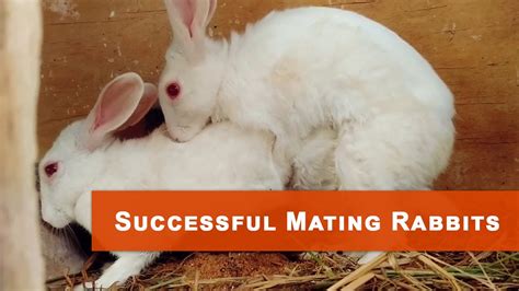 **A Comprehensive Guide to Rabbit Mating for Successful Breeding**