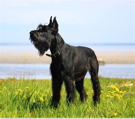 **Adopt a Giant Schnauzer Today!**