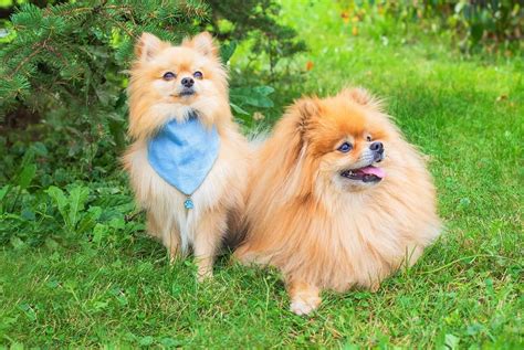 **Adopt a Pomeranian: A Joyful Companion for Your Life**