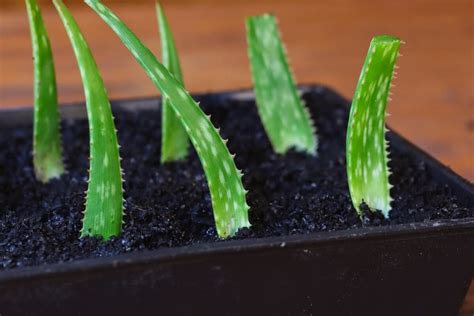 **Aloe Cuttings: The Ultimate Guide to Growing and Propagating Mother Aloe Plants Successfully**