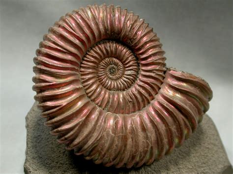 **Ammonites: A Primer**