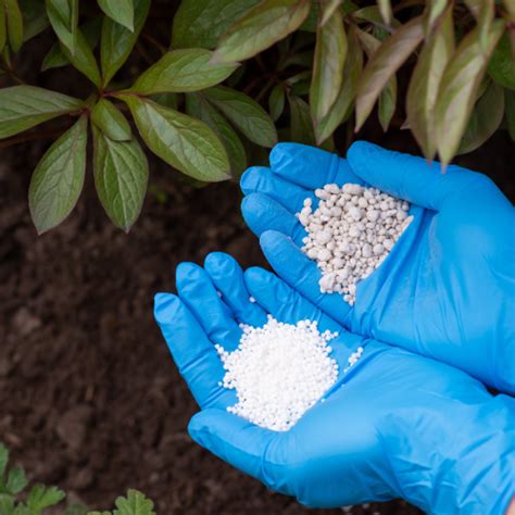 **Ammonium Fertilizer: The Power Behind 41% of Global Nitrogen Usage**