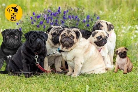 **Aposta Pug: Um guia completo apostando em cães**