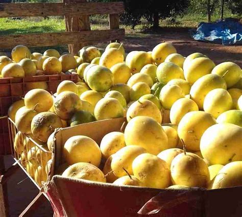 **Aposta da Maracujá: Guia Completo para Apostar no Maracujá com Lucro**