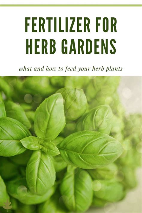 **Basil Fertilizer: The Ultimate Guide to Feeding Your Herb Garden**