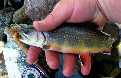 **Brookies: The Small but Mighty Fish That's Big on Flavor**