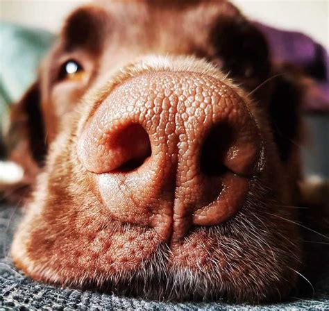 **Bumps on a Dog's Nose: 10,000+ Facts You Need to Know**