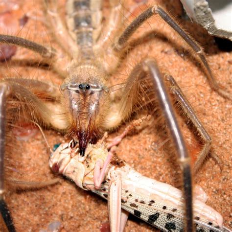 **Camel Spiders: The Monstrous Arachnids Capable of Running Up to 10 mph**