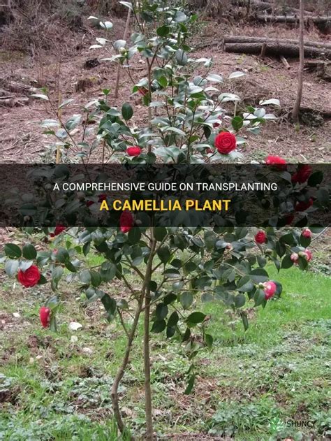 **Camellia Plant Fertilizer: A Comprehensive Guide to Boosting Bloom and Health**