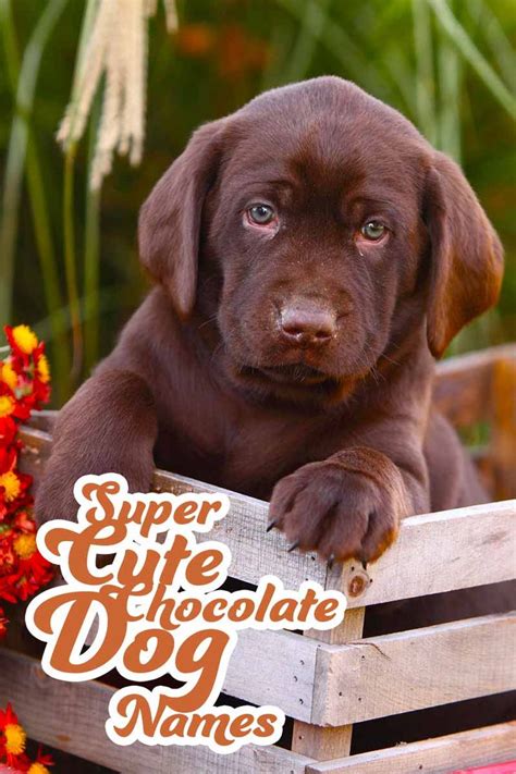 **Chocolate Labrador Puppy Names: A Sweet Collection for Your Delightful Companion**