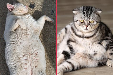 **Chubby Cat Breeds: The Ultimate Guide to Plump and Adorable Felines**