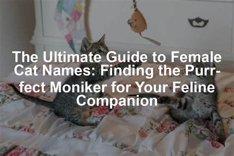 **Clara Kitty: The Ultimate Guide to Your Feline Companion**