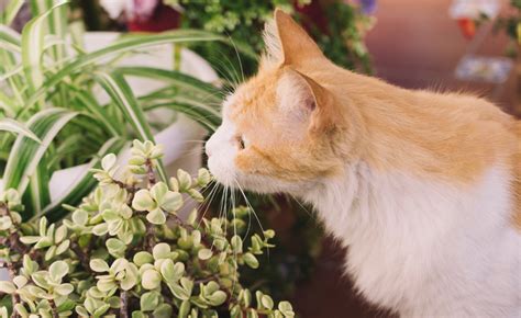 **Creating a Cat-Safe Haven: A Comprehensive Guide to Houseplants for Feline Companions**