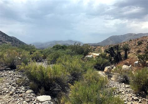 **Discover the Enchanting Desert Haven: A Comprehensive Guide to Morongo Valley**